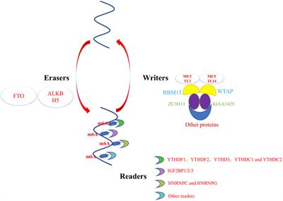Potential genetic therapies based on m6A methylation for skin regeneration: Wound healing and scars/keloids